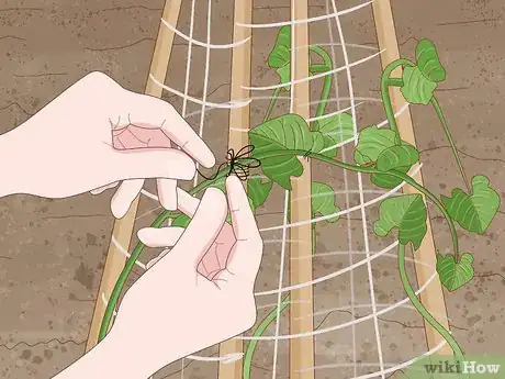 Image titled Grow Runner Beans Step 15