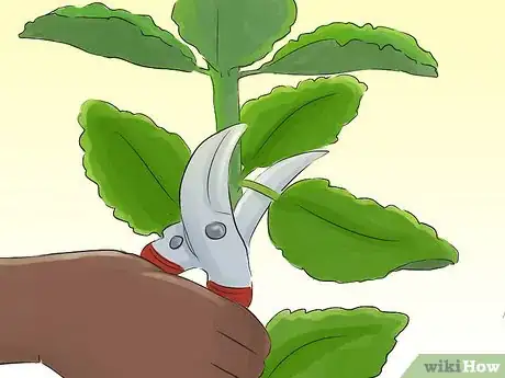 Image titled Prune Kalanchoe Step 6