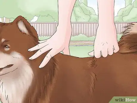 Image titled Identify a Finnish Lapphund Step 8