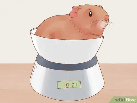 Image titled Neuter Your Guinea Pig Step 11