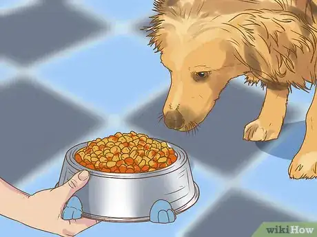 Image titled Evaluate a Dog's Temperament Before Choosing Step 13