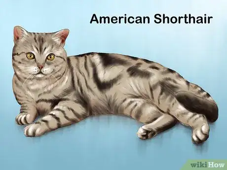 Image titled Choose a Kid Friendly Cat Step 12