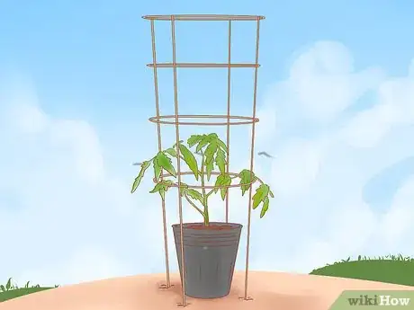 Image titled Grow Roma Tomatoes Step 6
