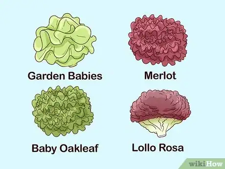 Image titled Grow Lettuce Indoors Step 1