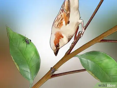 Image titled Kill Leaf Footed Bugs Step 13