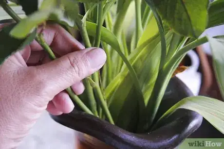 Image titled Buy Fresh Roses Step 9