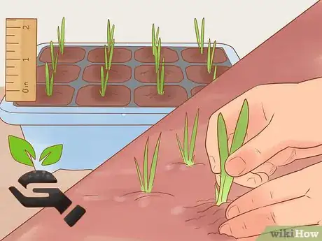 Image titled Grow Red Onions Step 3