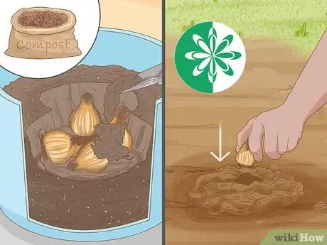 Image titled Force Daffodils Indoors Step 16