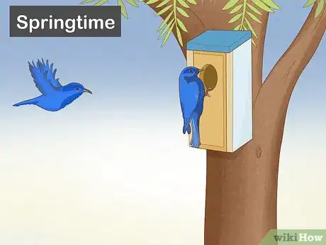 Image titled Attract Eastern Bluebirds Step 4