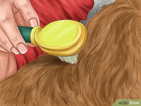 Image titled Keep an Older Dog Warm in Cold Weather Step 9