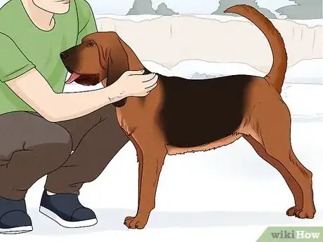 Image titled Identify a Bloodhound Step 8