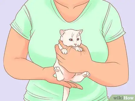 Image titled Adopt a Pair of Kittens Step 2