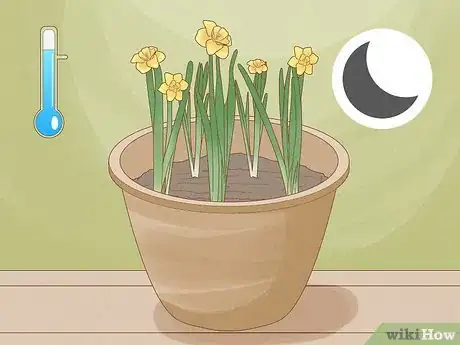 Image titled Force Daffodils Indoors Step 15