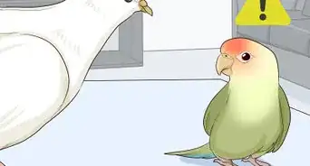 Keep Doves Entertained