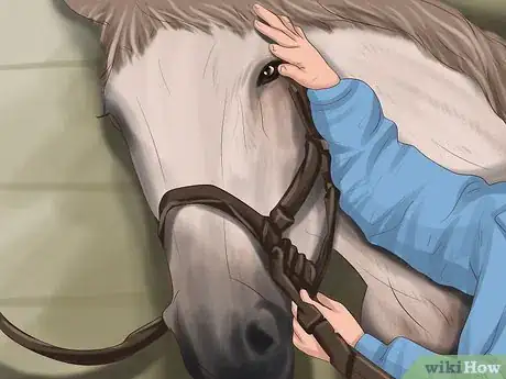 Image titled Choose a Horse for Therapeutic Riding Step 2