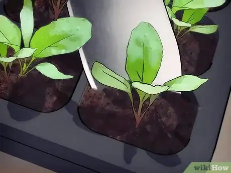 Image titled Plant a Fall Vegetable Garden Step 11