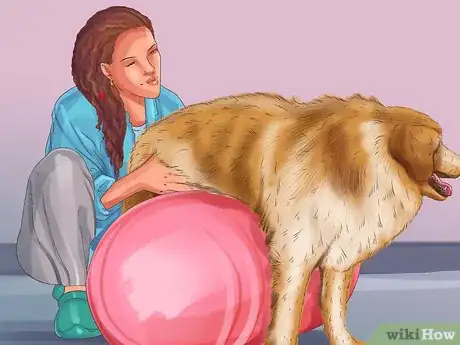 Image titled Get Canine Physical Therapy Step 3