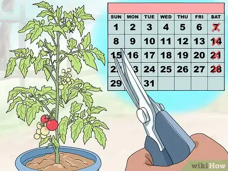 Image titled Prune Patio Tomatoes Step 4