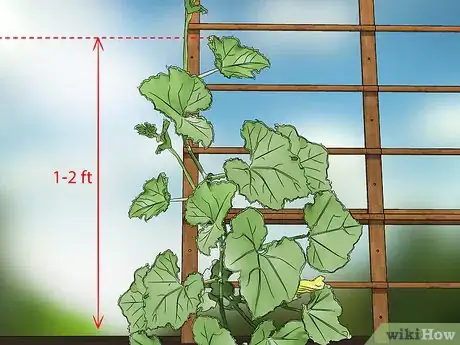 Image titled Prune Cucumber Plants Step 1