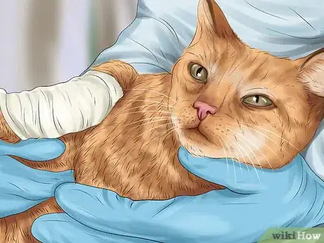 Image titled Ensure the Health of a Lost Pet After Finding It Step 7