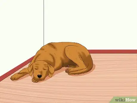 Image titled Protect Your Dog from Holiday Hazards Step 9
