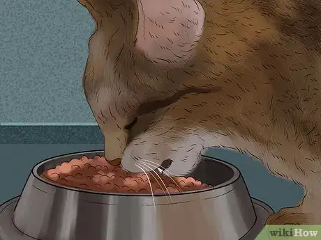 Image titled Give Tricyclic Antidepressants to a Cat Step 9