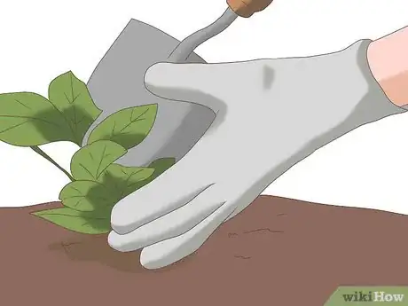Image titled Take Care of Your Neighbor's Plants While They're Away Step 5