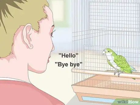 Image titled Teach a Quaker Parrot to Speak Step 1