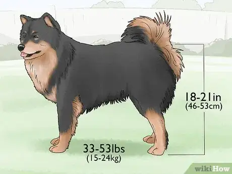 Image titled Identify a Finnish Lapphund Step 1