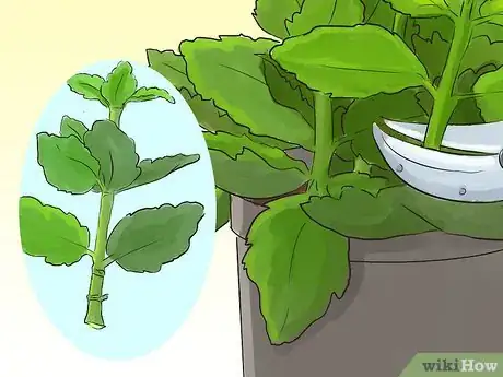 Image titled Prune Kalanchoe Step 5