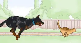 Identify a Beauceron