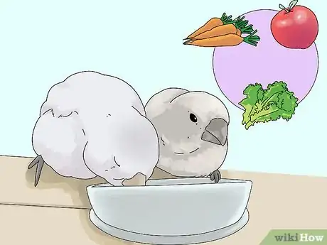 Image titled Choose a Finch Step 13