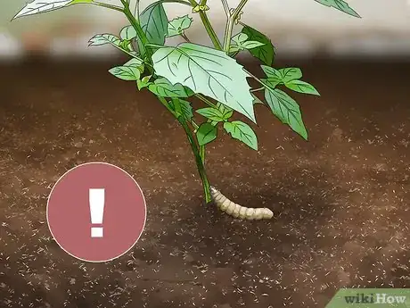 Image titled Grow Tomatillos Step 12