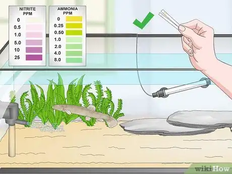 Image titled Keep Japanese Weather Loaches Step 15