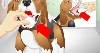 Get a Sick Dog to Drink