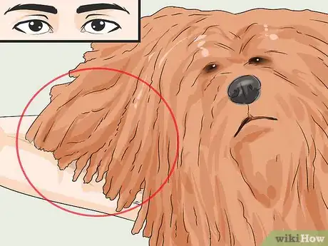 Image titled Identify a Puli Step 1