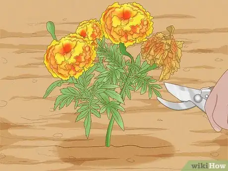 Image titled Deadhead Marigolds Step 7