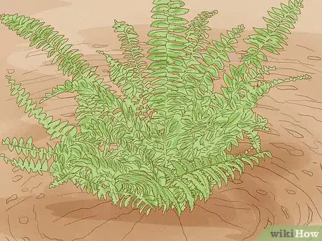 Image titled Plant a Fern Step 8