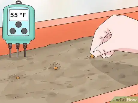 Image titled Grow Carrots in Pots Step 6