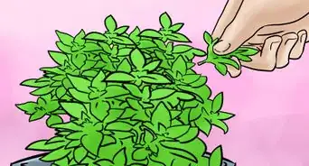 Grow Herbs Indoors Under Lights