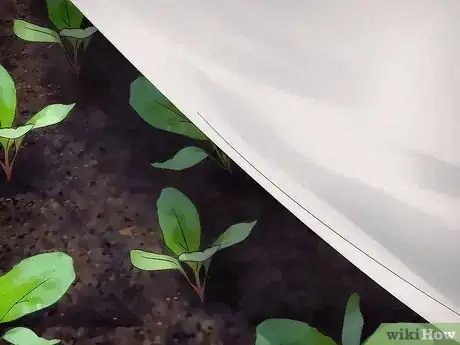 Image titled Plant a Fall Vegetable Garden Step 14