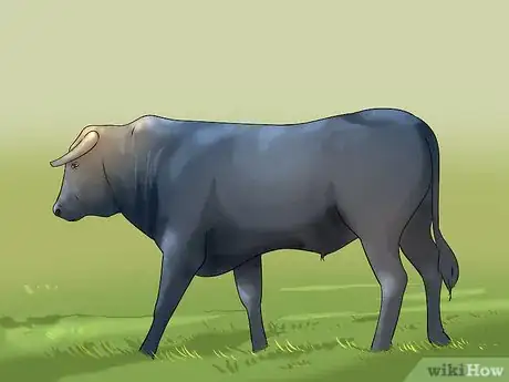 Image titled Identify Corriente Cattle Step 2