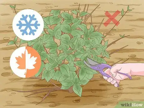 Image titled Prune Lacecap Hydrangeas Step 3