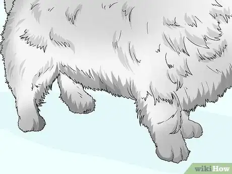 Image titled Identify a Cairn Terrier Step 7