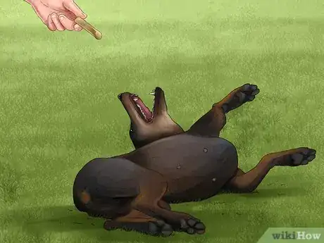 Image titled Train a Manchester Terrier Step 11