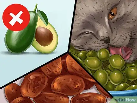 Image titled Avoid Feeding Your Cat Harmful People Foods Step 2