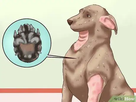 Image titled Diagnose and Treat Your Dog's Itchy Skin Problems Step 7