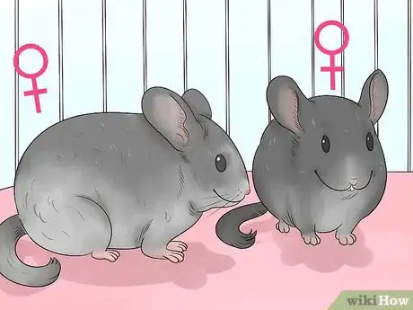 Image titled Keep Chinchillas Safe from other Pets Step 4
