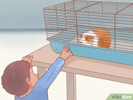 Image titled Keep a Guinea Pig Safe Around Kids Step 2