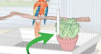 Set Up a Macaw Habitat